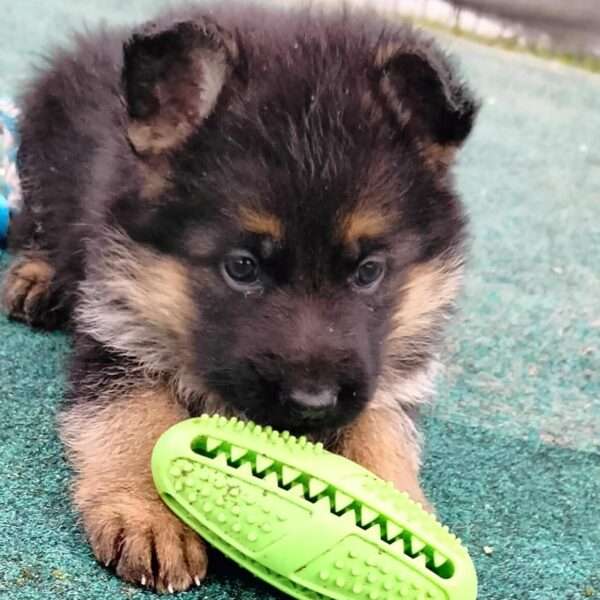 Step-by-Step: How to Find the German Shepherd Puppy in Germany
